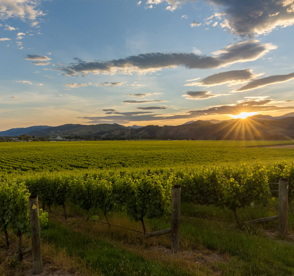 Sun setting over rows of lush green grapevines in an outdoor vineyard landscape