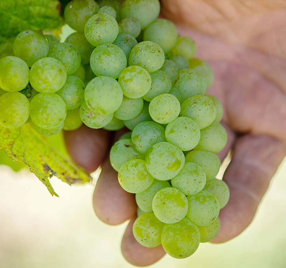Hand holding a ripe cluster of green Old Coach Road Sauvignon Blanc grapes on the vine