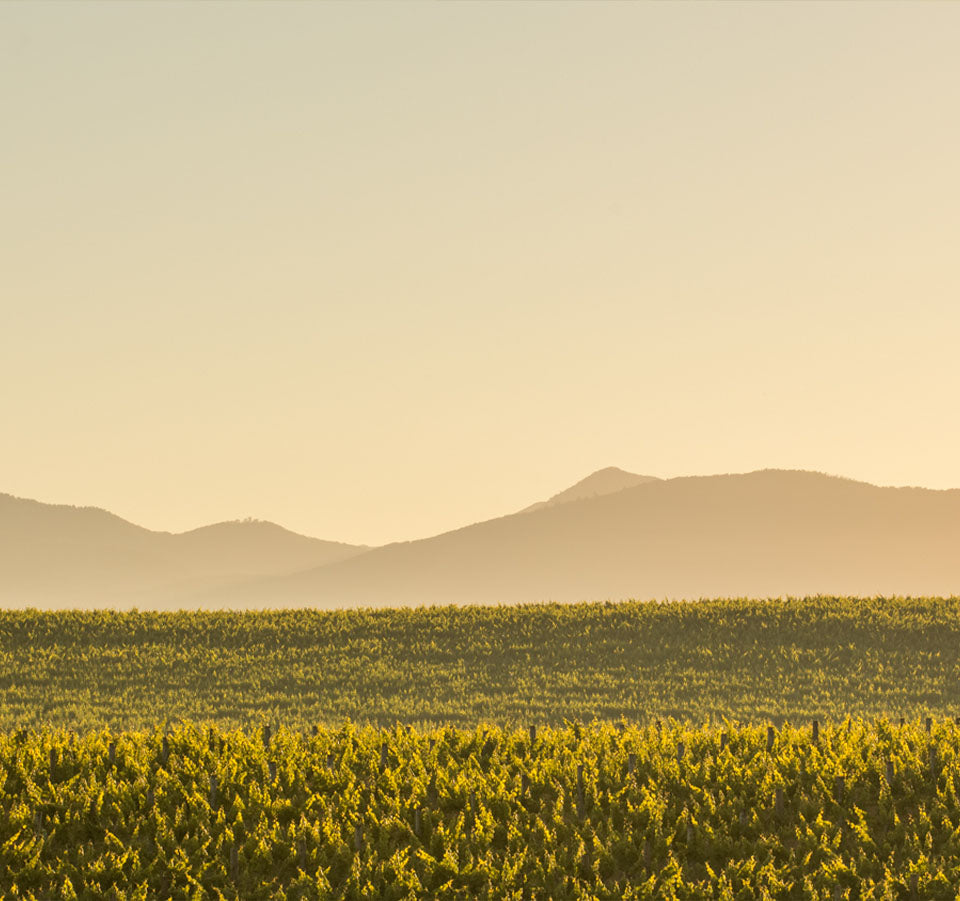 Golden sunlight over Seifried Estate vineyard rows with hills in the background in Nelson, New Zealand
