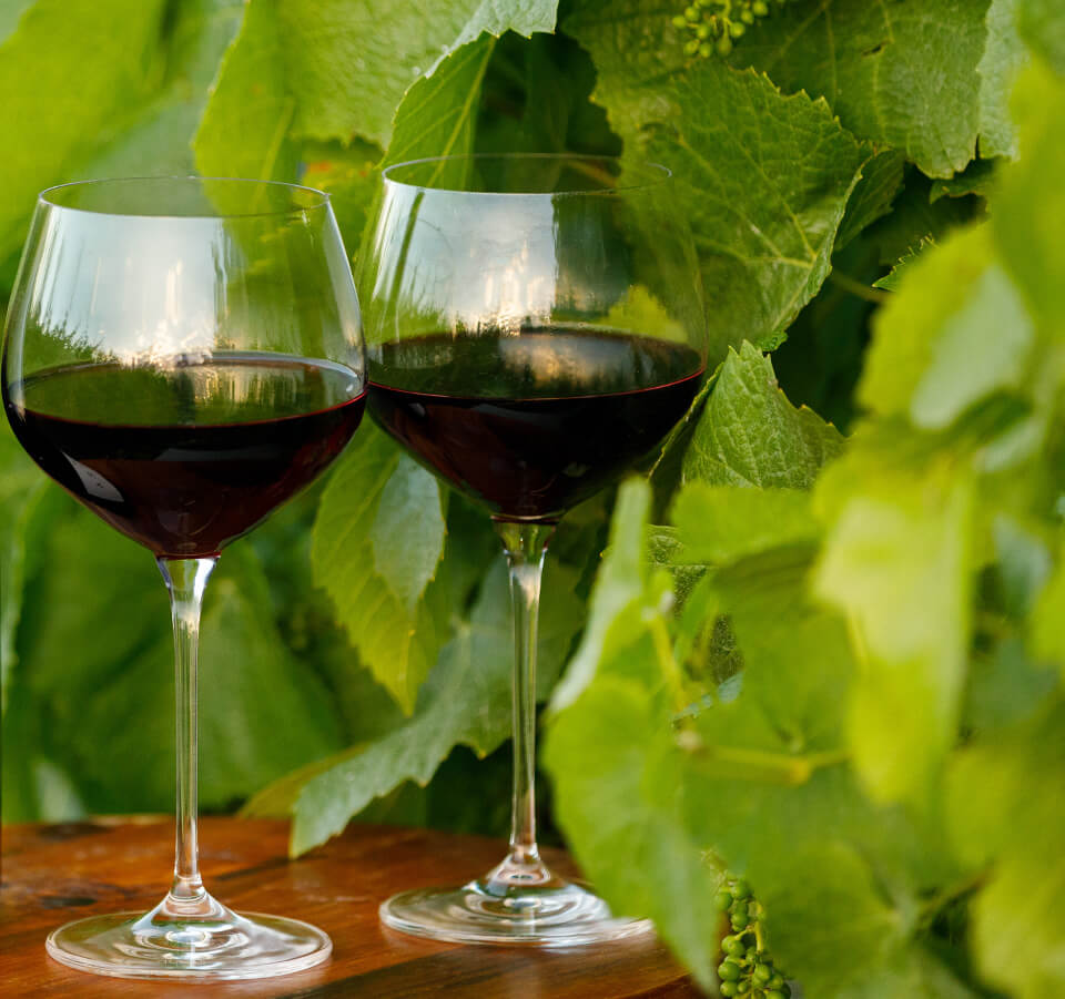 Two glasses of Rabbit Island Nelson Pinot Noir red wine outdoors in front of grapevine leaves
