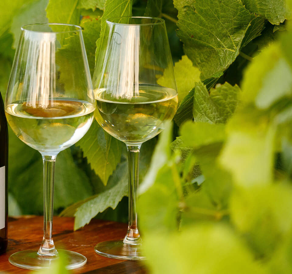Two glasses of Cellar Release Seifried Nelson Grüner Veltliner white wine on a wooden table in front of grapevines