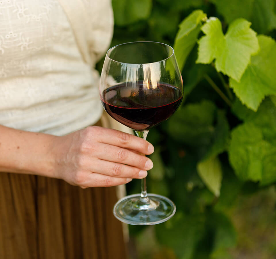 Close-up of a hand holding a glass of Seifried Nelson Syrah red wine in front of grapevine leaves