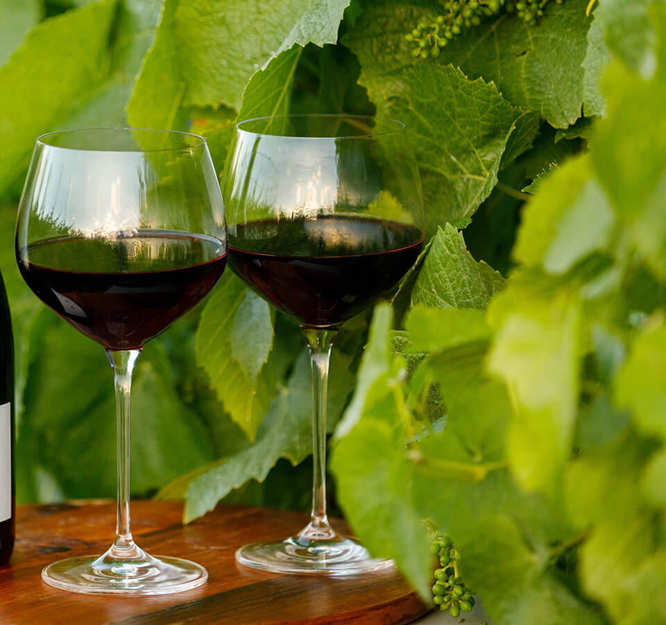 Two glasses of Seifried Nelson Zweigelt red wine on a wooden table in front of grapevines