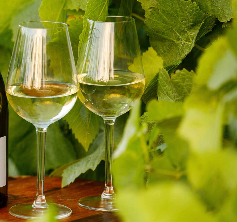 Two glasses of Seifried Winemakers Collection Nelson Sweet Agnes Riesling on a wooden table in front of grapevines
